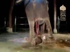 Nascimento elefantinho