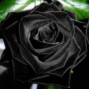 Existem rosas negras?