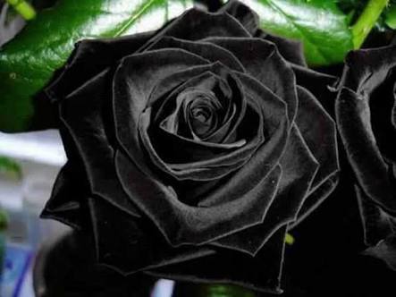 Existem rosas negras? | Expedição Vida